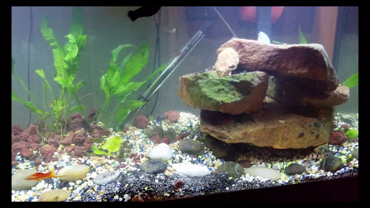 CaribSea Eco-complete black 20 pounds, mixed in, video 15 minutes after added no rinse.
