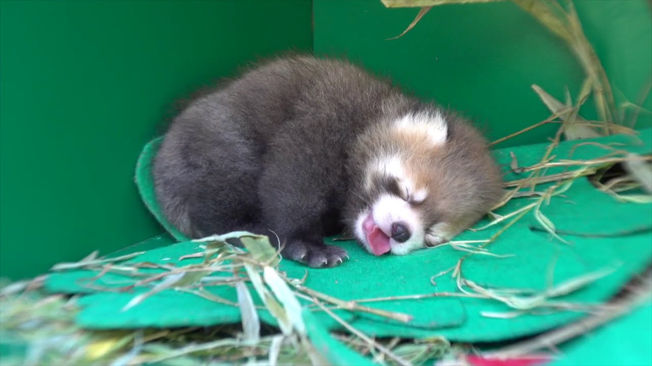 Red Panda Cub Yawns, Stretches and Naps