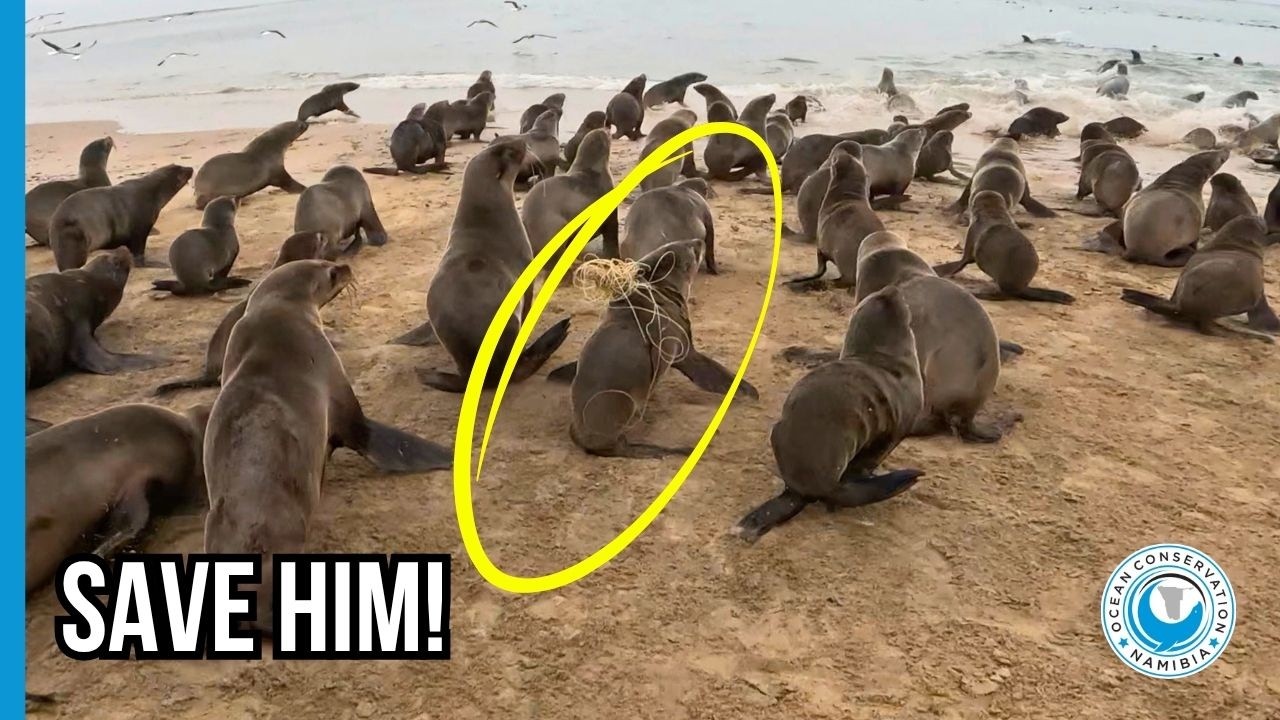 The Cost of Someone's Laziness: A Strangled Seal Pup