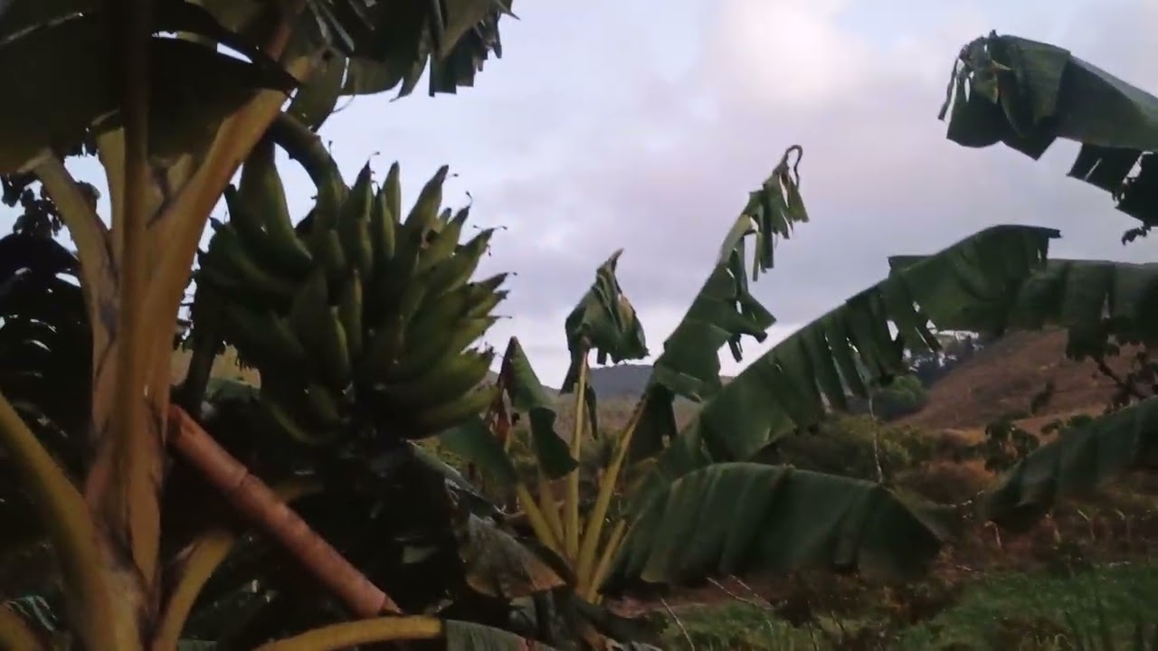 Comecei a colher alguns cachos de banana da terra #colheita #bananadaterra 