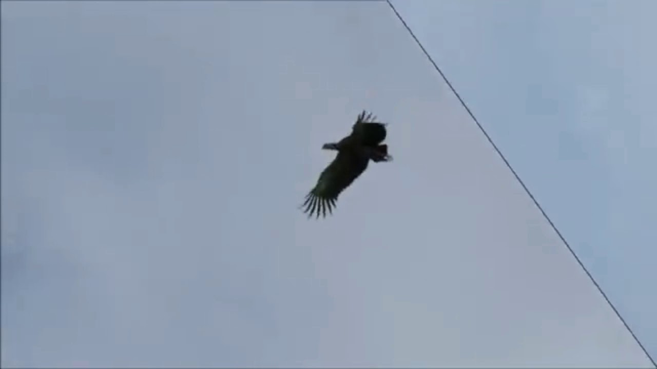 Los Majestuosos del chamame_ La maldición del chaja