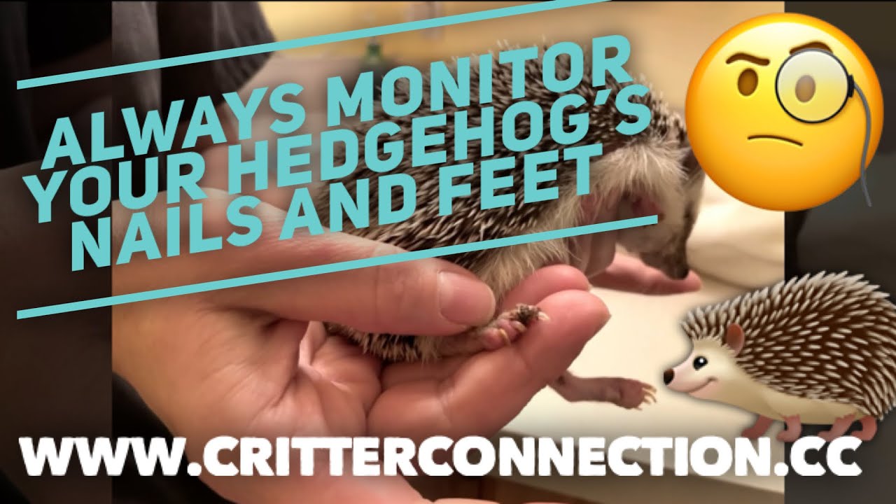 Always monitor your hedgehog’s nails and feet