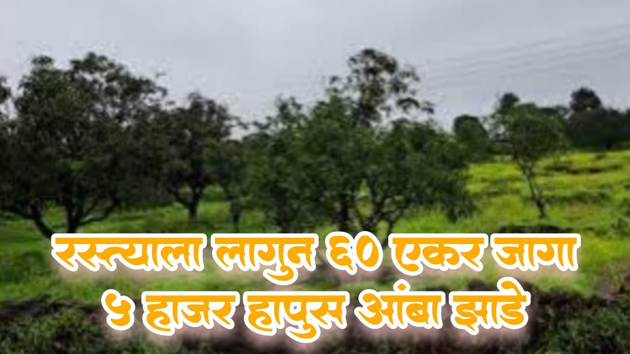 ६० एकर जागा विकणे आहे l 60 Acre plot l 5k hapus tree drip system l well for drip system l 1 Borewell