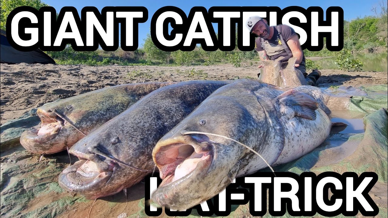 Fishing three giant 200 pounder fish in a little muddy river in Italy by Catfish World