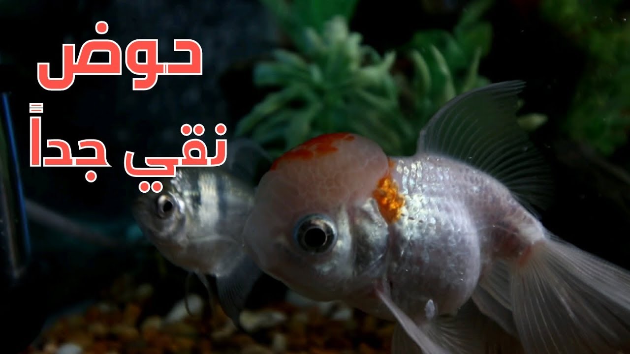 كيفية الحصول على مياه نقية لحوض السمك #منير_ليث
