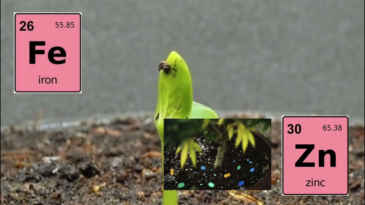 “El secreto invisible de las plantas: Vida, supervivencia y ciencia”