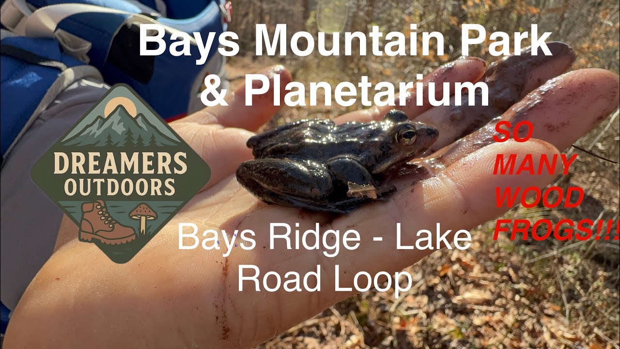 Bays Mountain Ridge loop and TONS of Wood Frogs! 