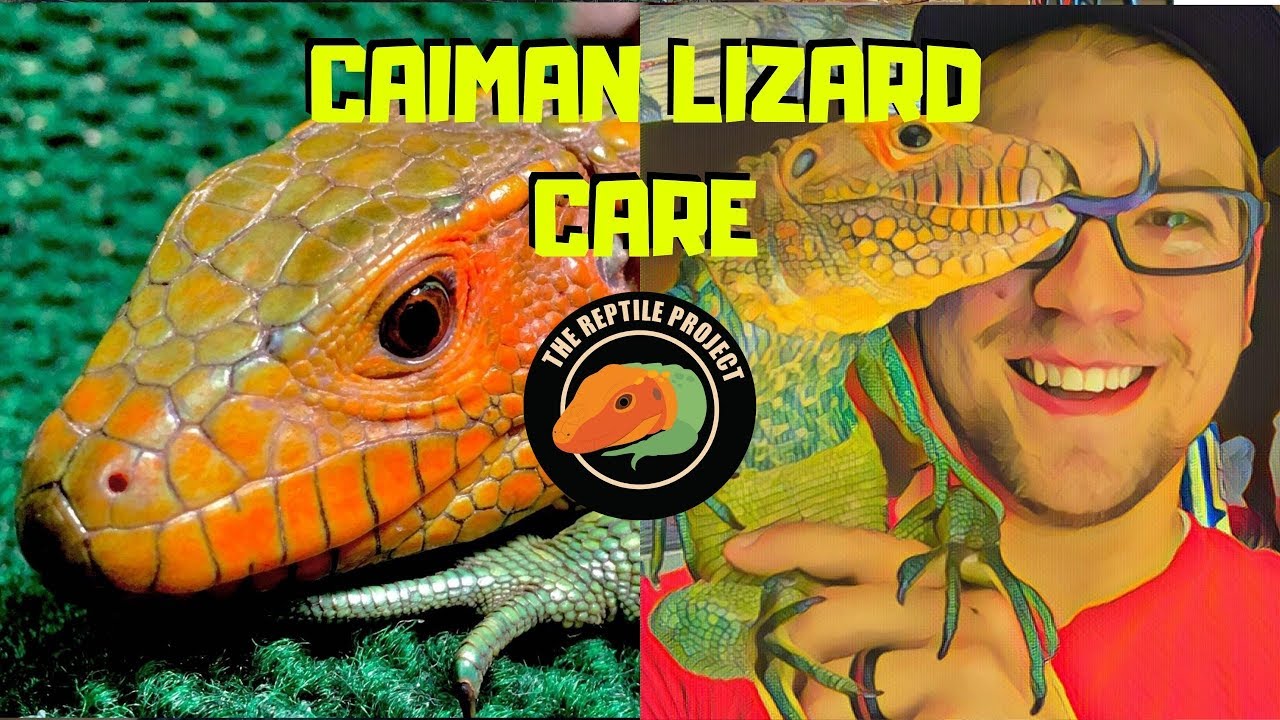 Caiman Lizard Care (Basic)