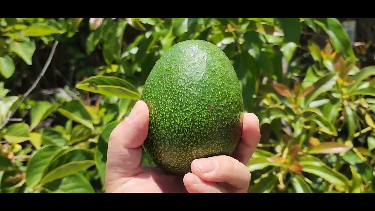 Did I just Harvest and Eat a Reed Avocado on the Same Day?