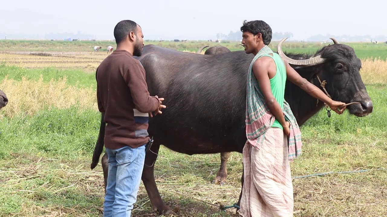মহিষের খামার করে লাভবান হচ্ছেন জুয়েল মিয়া।।