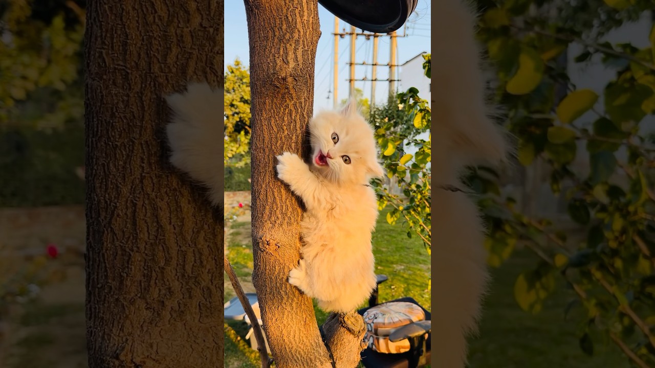 Worlds cutest kitten #neo #viral #cat #kitten #catlover #trendingshorts #asmr #viralshorts #cats