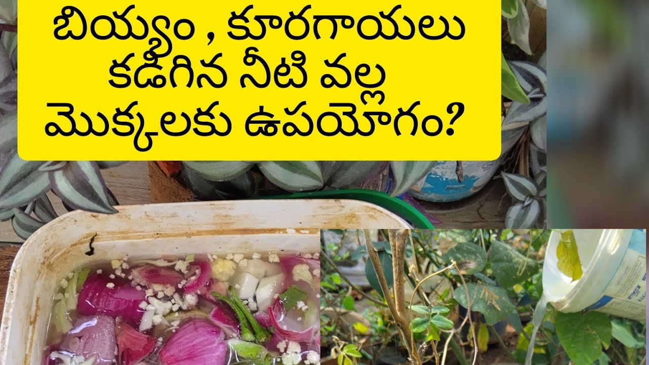 How to use rice water in garden /బియ్యం, కూరగాయలు కడిగిన నీరు మొక్కలకు వాడితే ఎన్ని ఉపయోగలో చూడండి. 