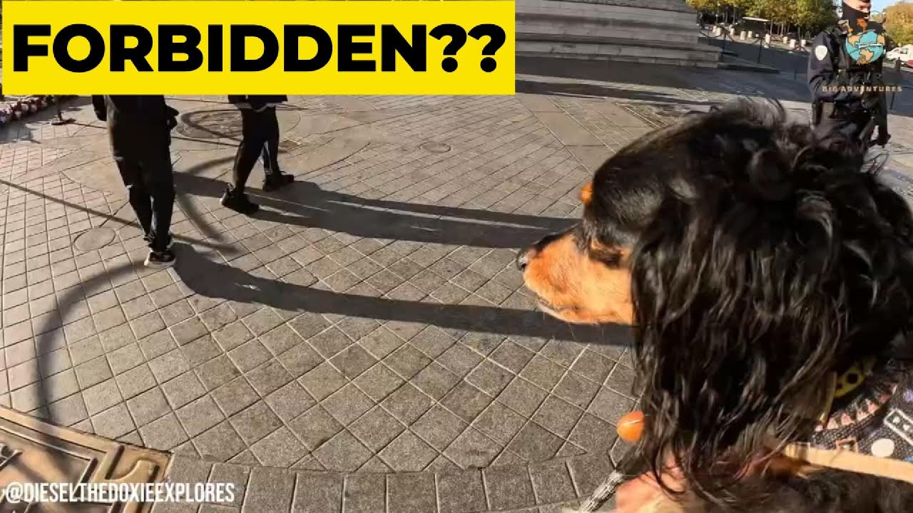 What trouble did our mini dachshund get into this time...#dog  #puppy