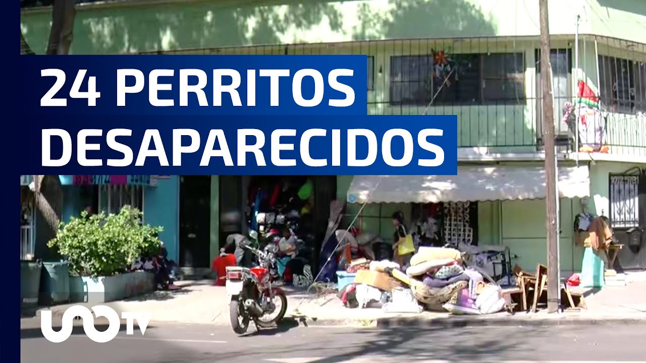 Perritos y palomas pertenecientes al albergue 'En busca de un hogar' se encuentran desaparecidos.