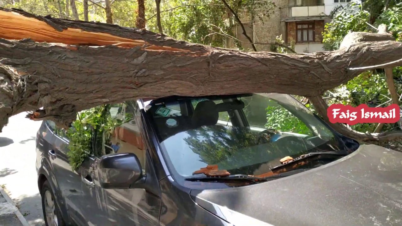 05.08.2019 Bakıda ağac avtomobillərin &uuml;zərinə aşıb (Баку город ветров)