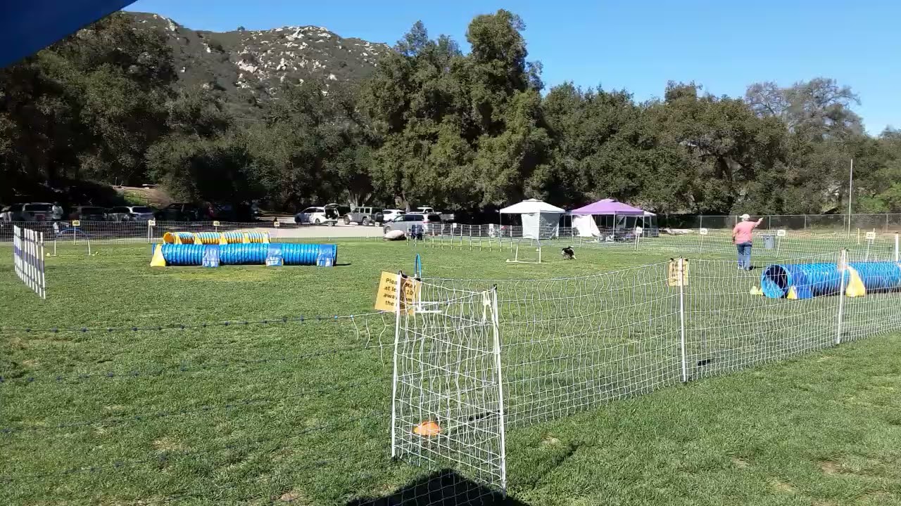 Johnny  2/14/26. Weavers Rd.2. Palomar Agility Club