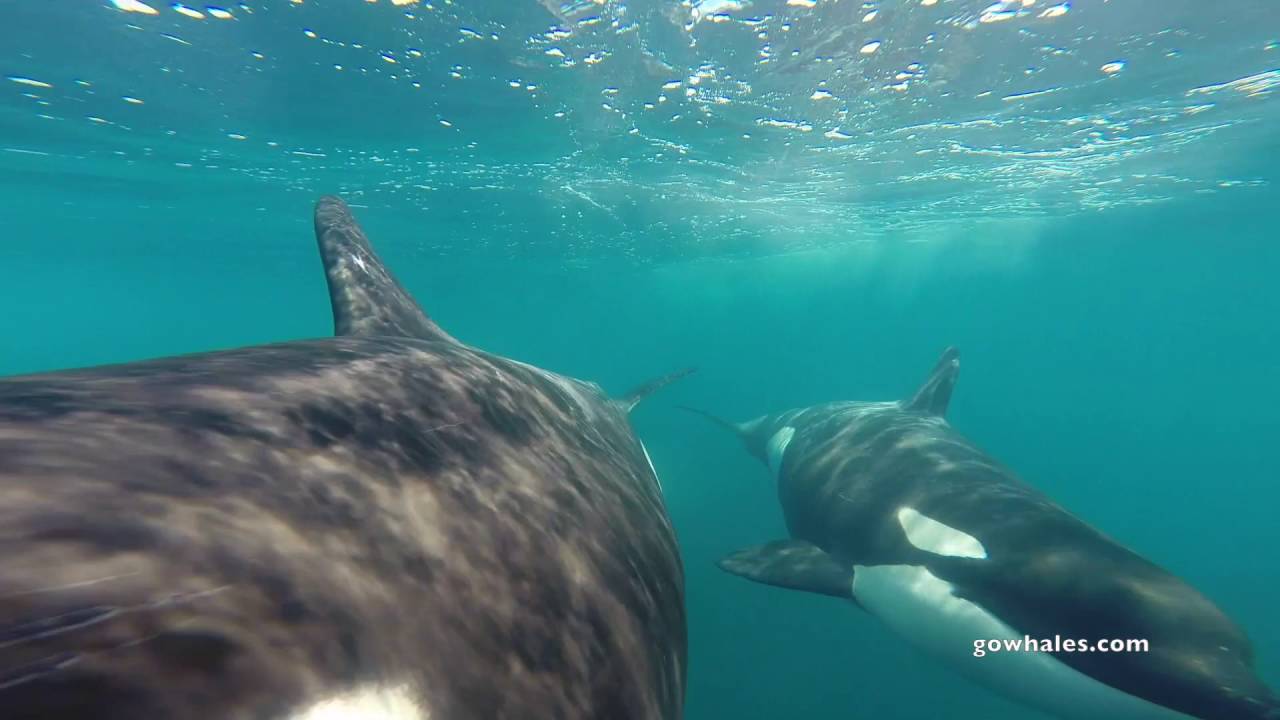 5/14/16 Killer Whales investigating the GoPro