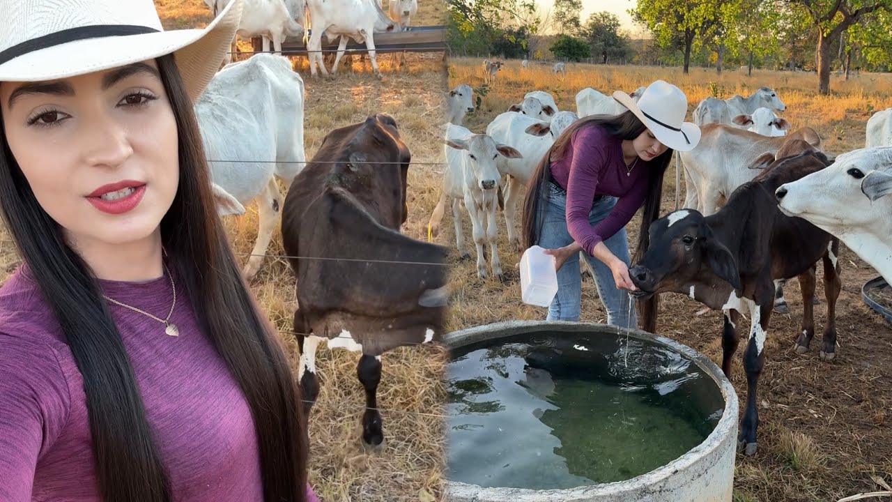 Minha vida na roça 🍃 sempre dou leite na mamadeira pro meu bezerro!