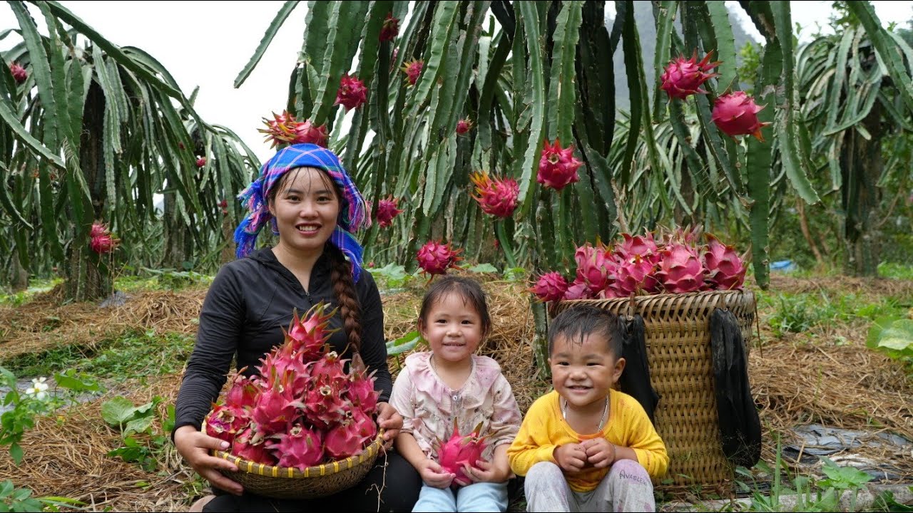 Harvesting dragon fruit with two children to sell at the market - cooking porridge for the children