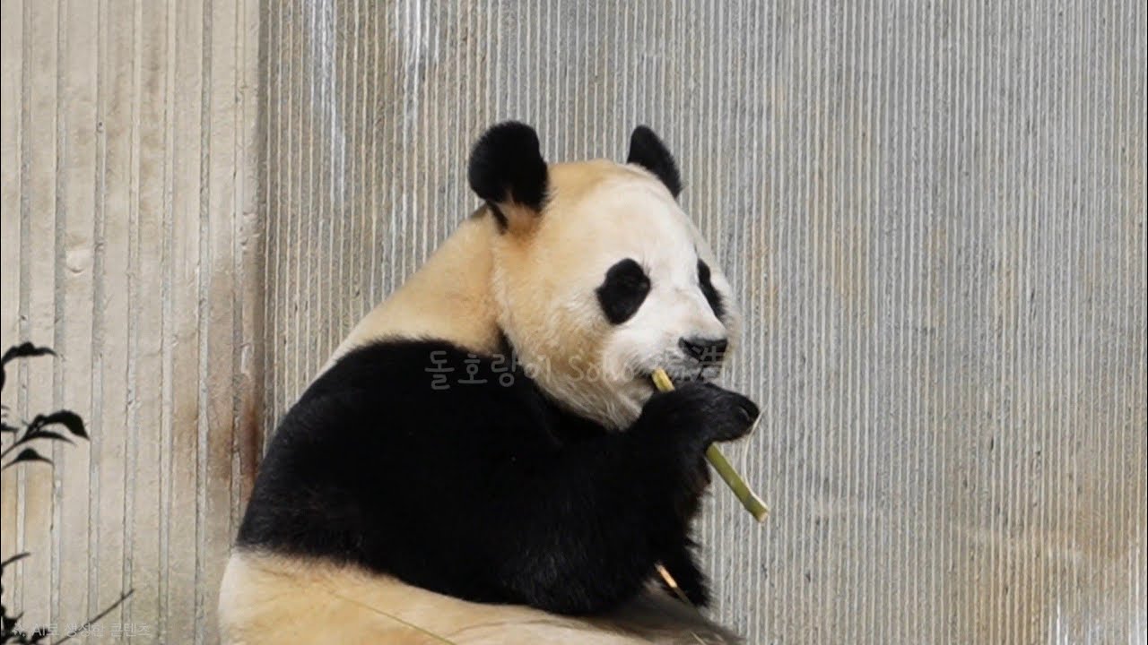 오늘따라 대나무를 많이 먹는 푸야...?! | 2월 20일 오전(푸바오 실시간) Panda Fubao