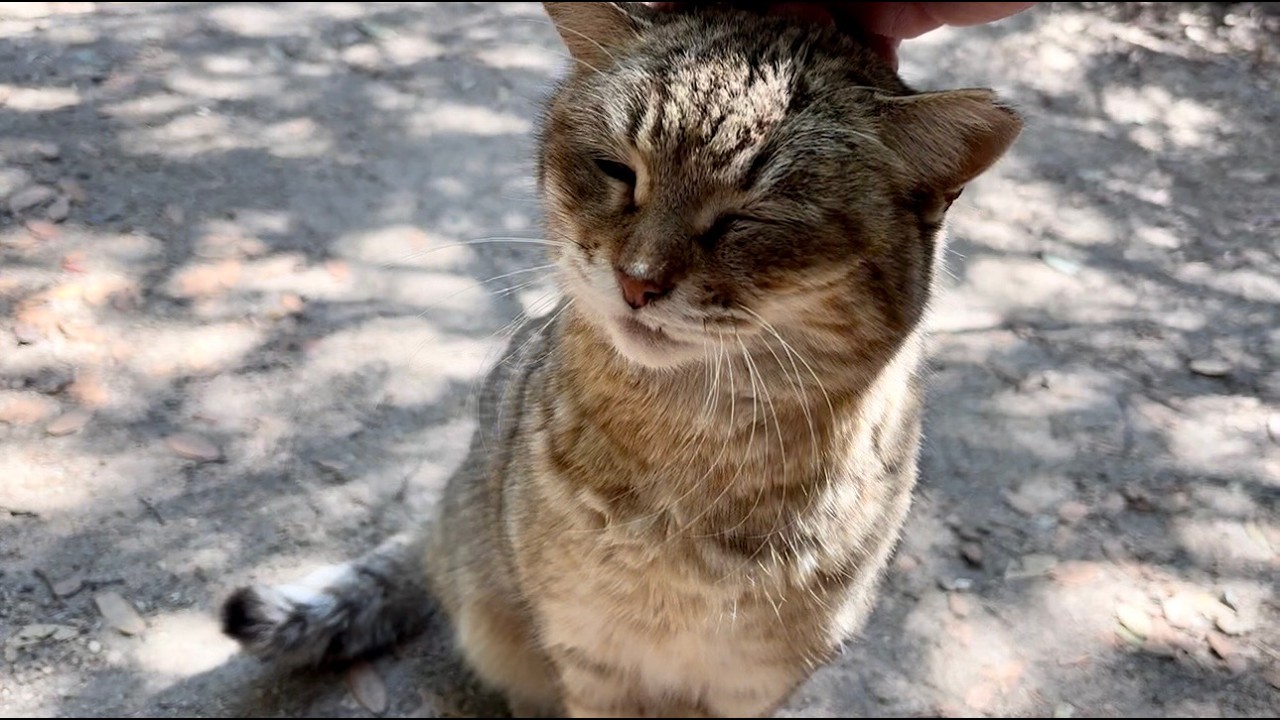 ミャッミャッ声かけて来てあくびしてる呑気なおしゃべり猫モナカ
