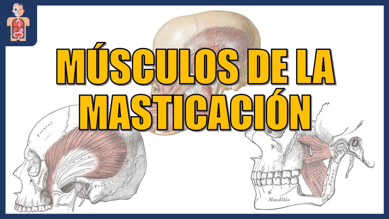 ANATOMÍA - MÚSCULOS DE LA MASTICACIÓN