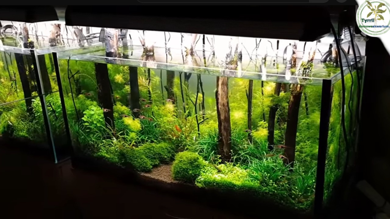 180l akwarium naturalne.