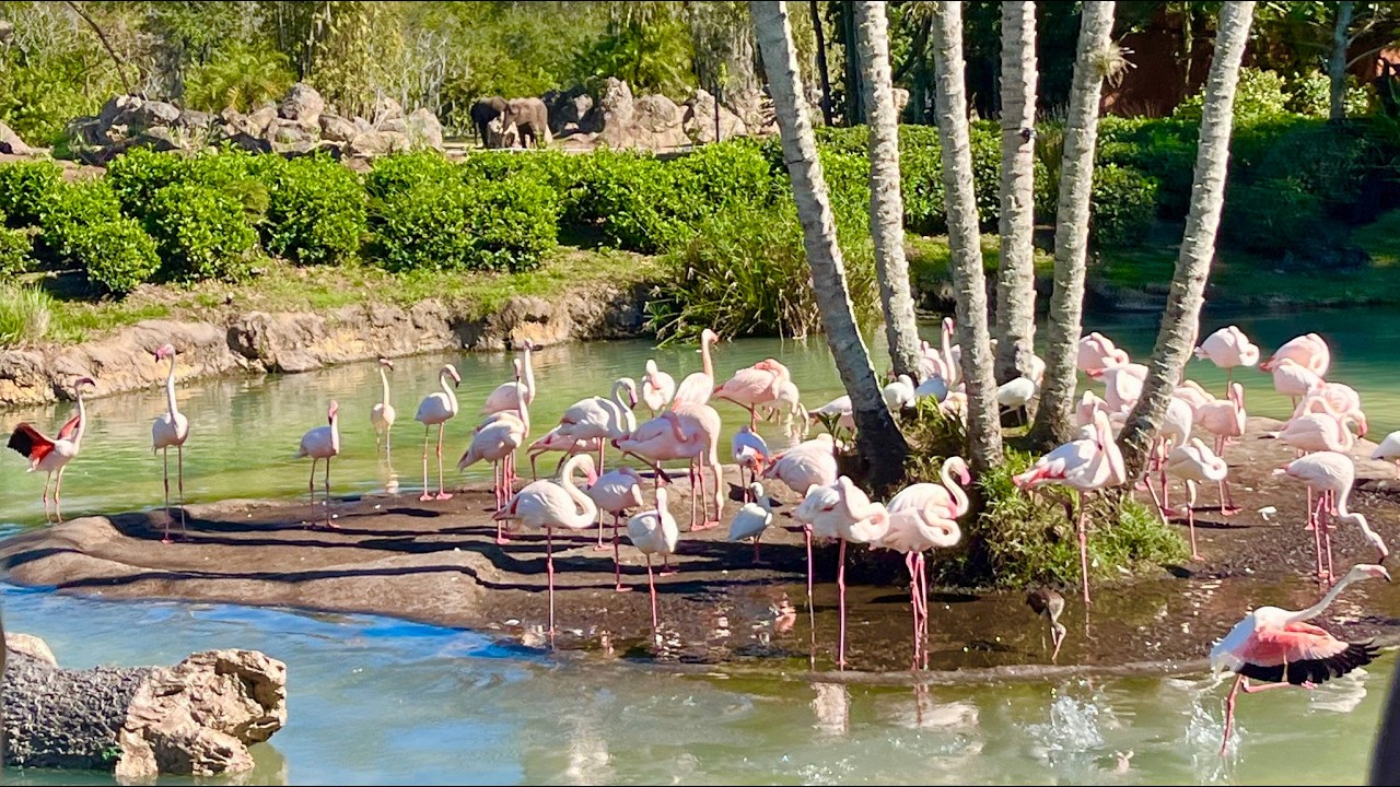 Disney's Animal Kingdom | Kilimanjaro Safaris & Tree of Life Awakenings