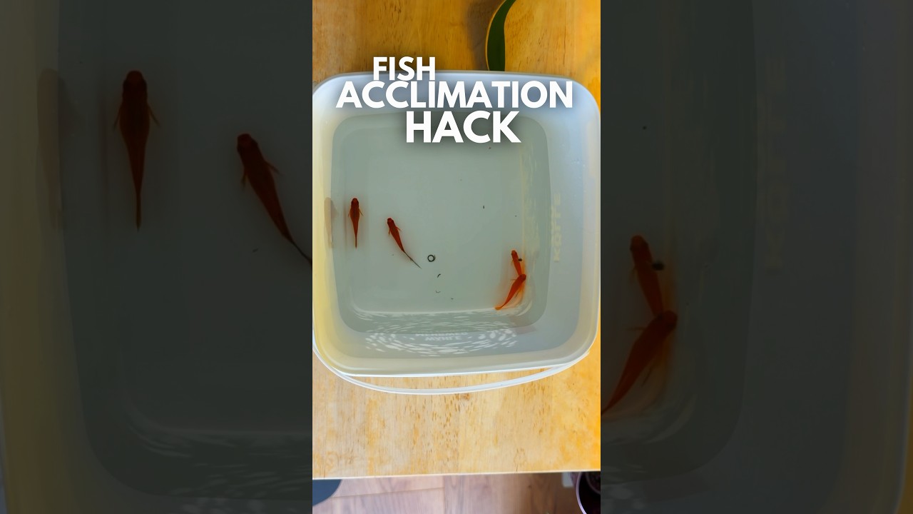 Trick for acclimating FISH