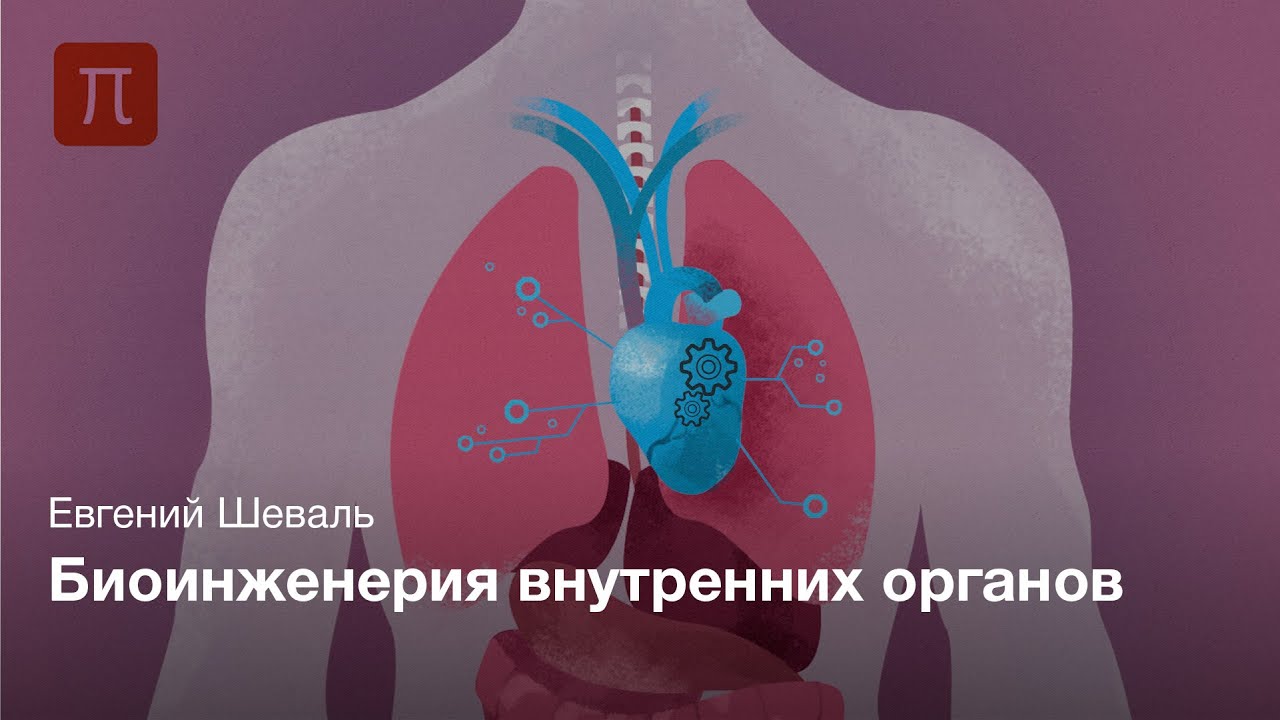 Пресс-лекция | Биоинженерия внутренних органов