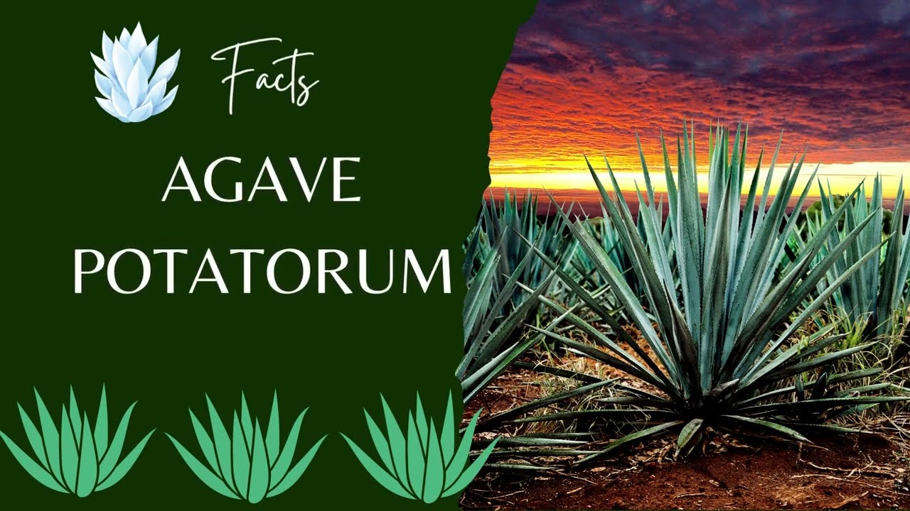 THE VALUE OF AGAVE POTATORUM IN HEALTH & BEAUTY  - Agave Potatorum Facts - Garden Plants