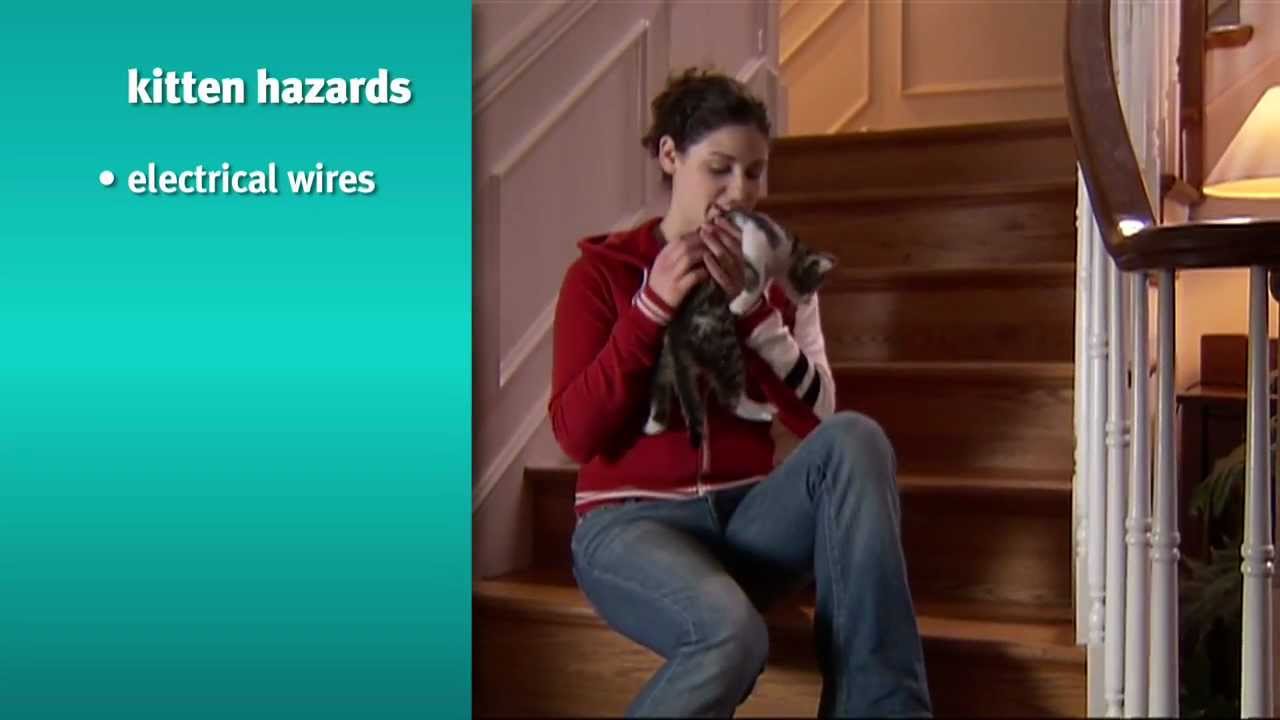 Banfield Pet Hospital - Preparing For A Kitten