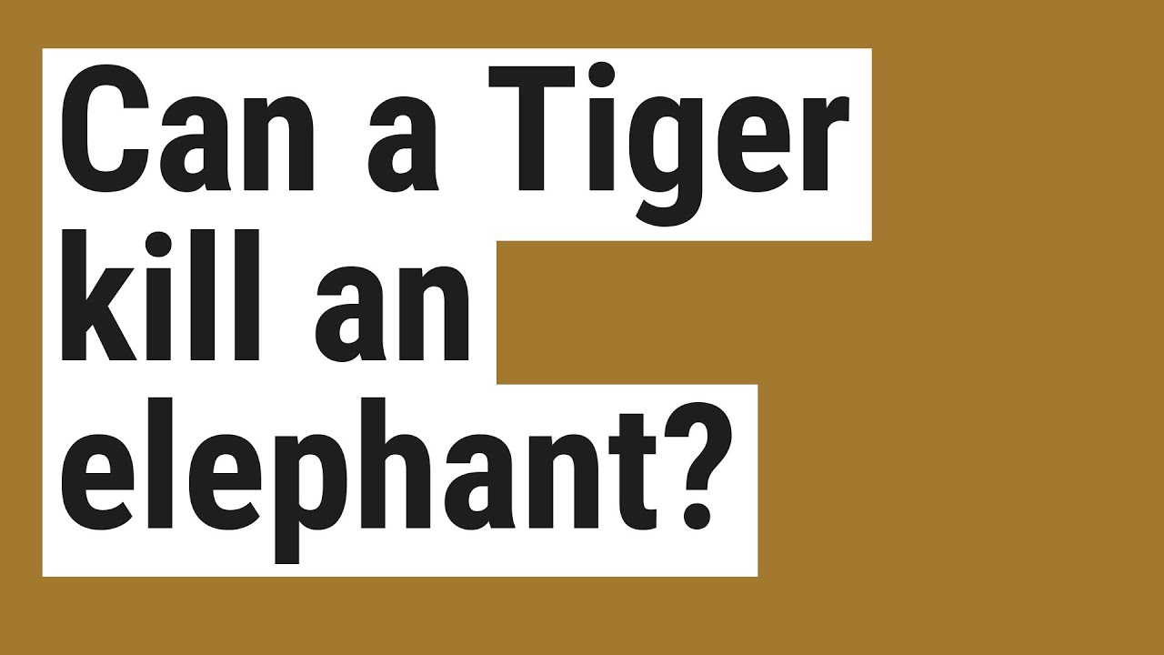 Can a Tiger kill an elephant?