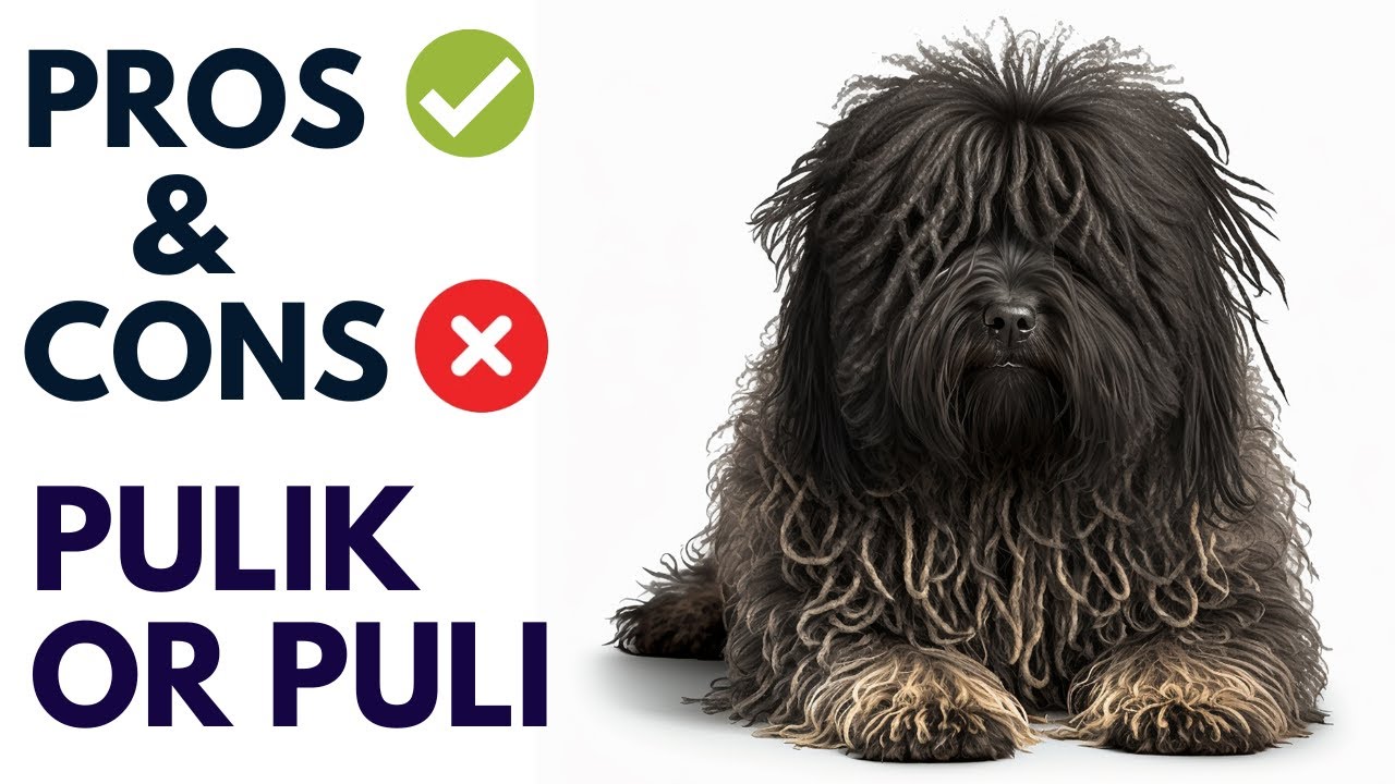 Hungarian Pulik Dog Pros and Cons | Puli Dog Advantages and Disadvantages