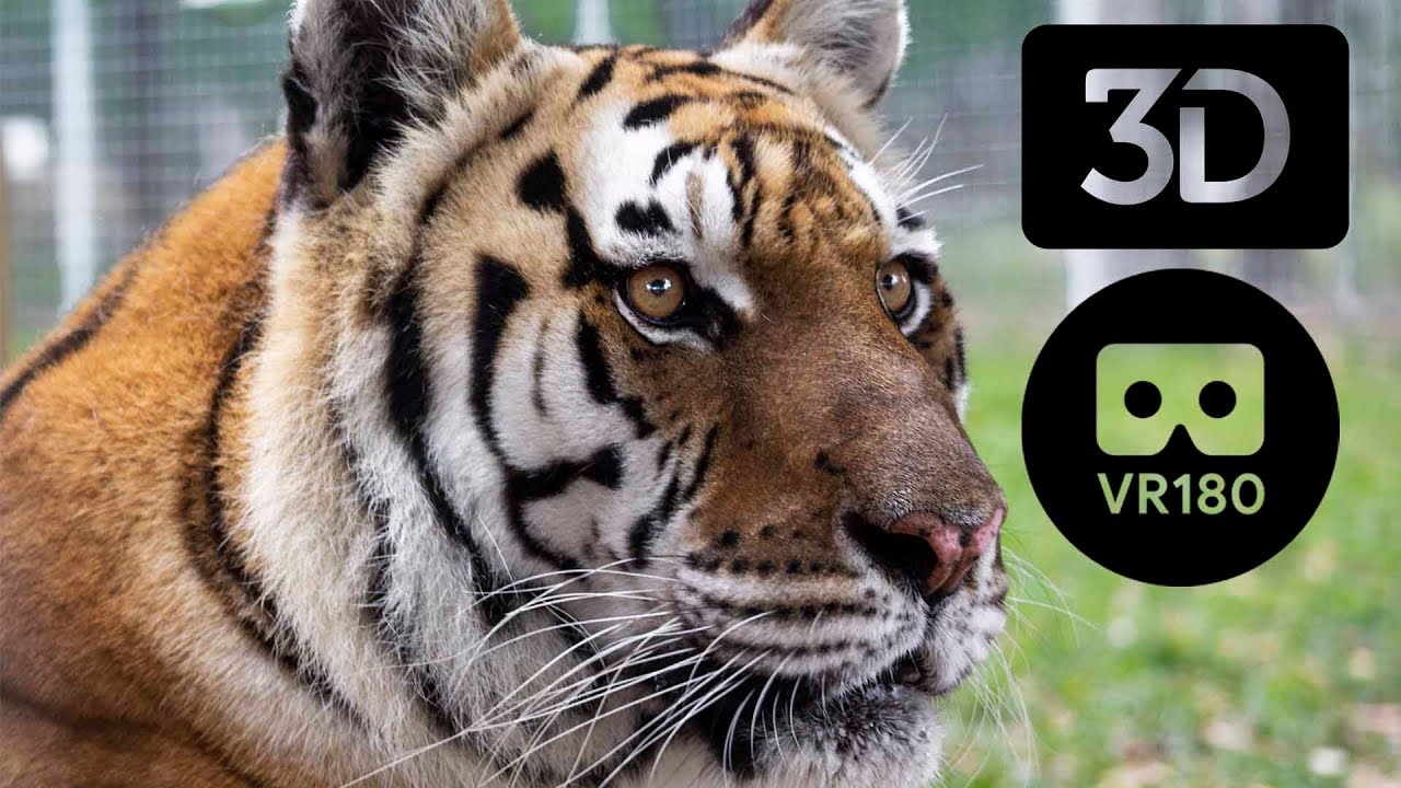 Big Cats in VR 180 3D!
