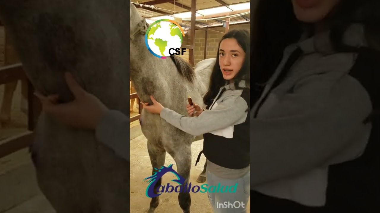 Autohemoterapia @Caballosalud Desparasitació Ivermectina y Complejo Vitaminas #TecnicaRodriguera