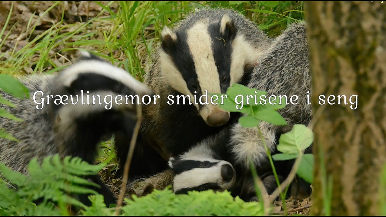 Grævlingemor smider grisene i seng / Mother badger throws the pigs to bed  /Badger behavior