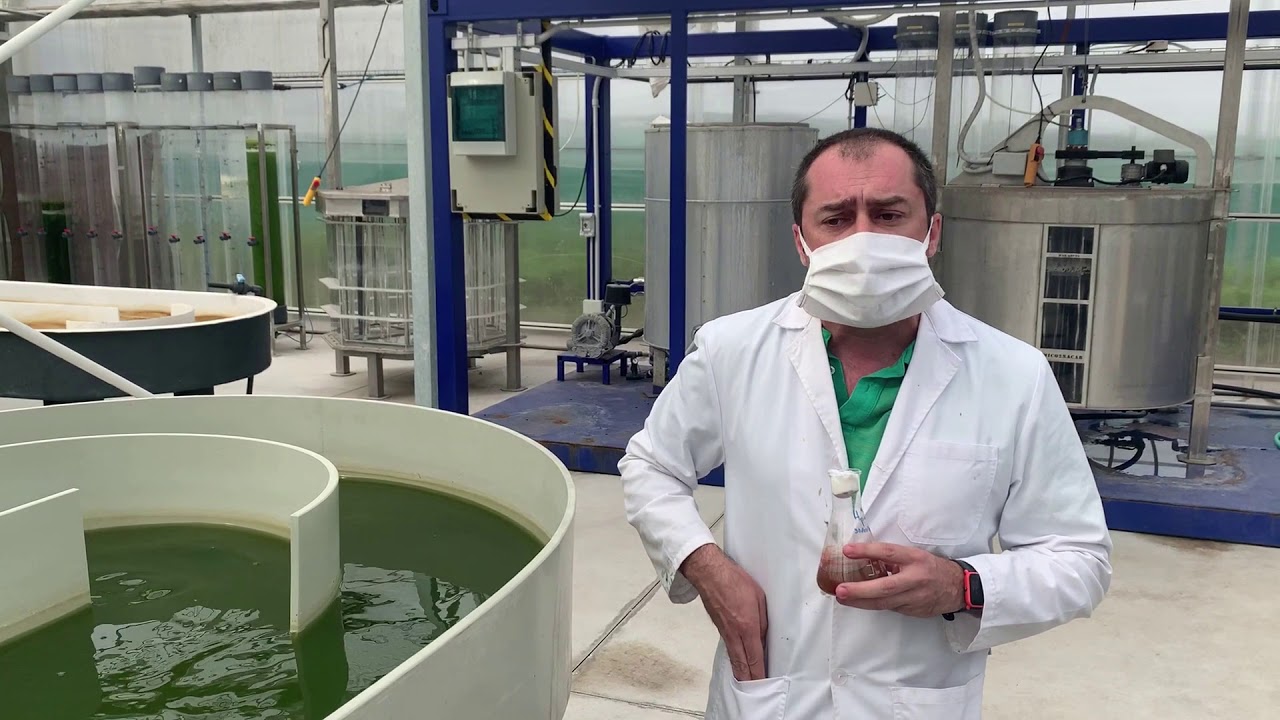 Especies microalgas: Haematococcus pluvialis