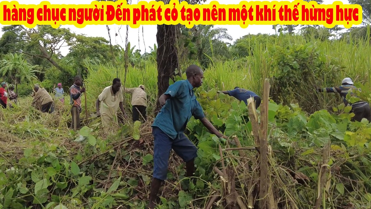 Khi người dân tự nguyện chung tay mở rộng cánh đồng Lúa || Tony Phong cuộc sống Châu Phi