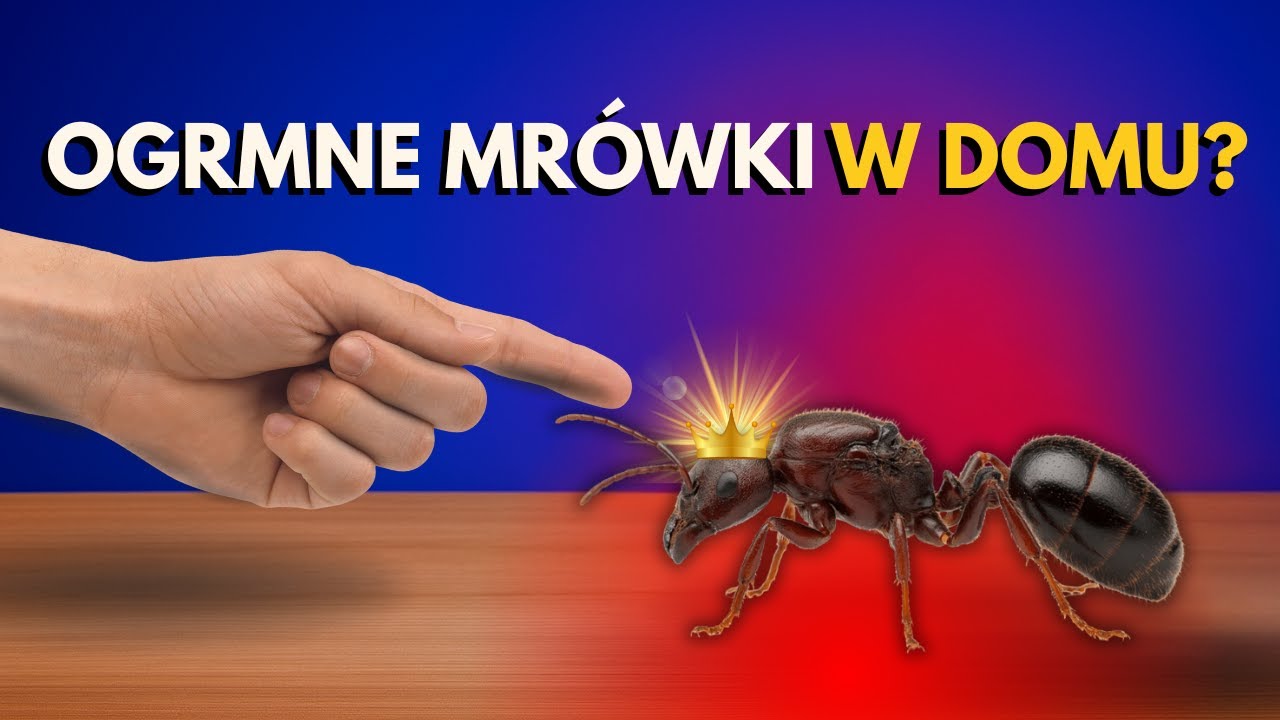 Hodowla Carebara diversa – co czyni je wyjątkowymi? 🐜🌍