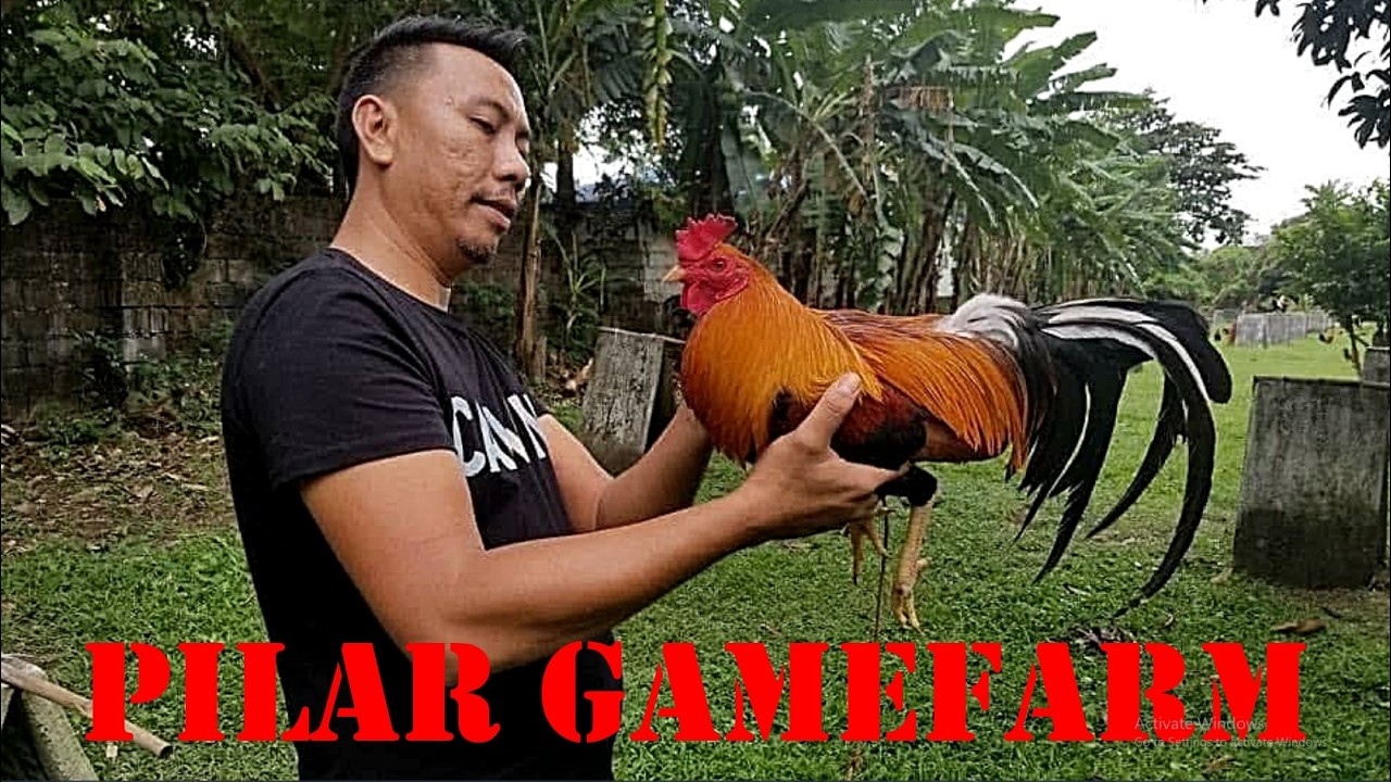 Lets Visit The Farm Of Pilar Gamefarm