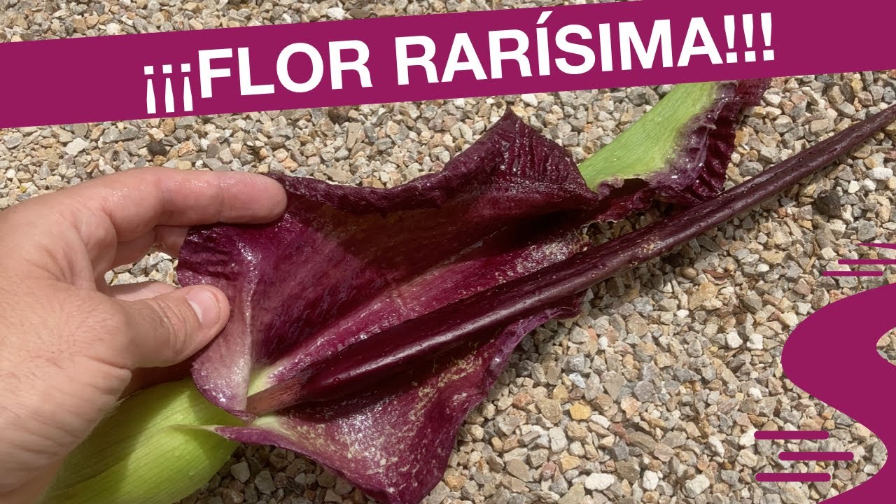 ¡¡PLANTA LENGUA DE DRAGÓN!!