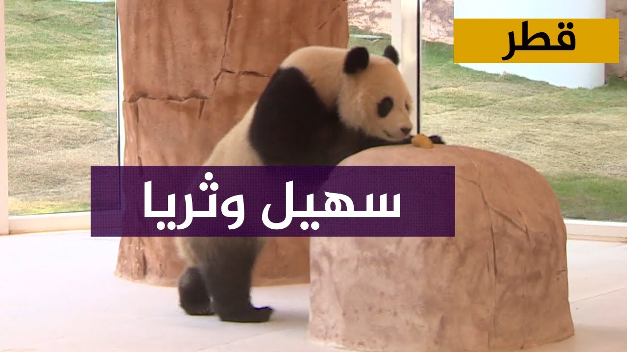 الصين تهدي اثنين من دببة الباندا لقطر بمناسبة بطولة كأس العالم 2022