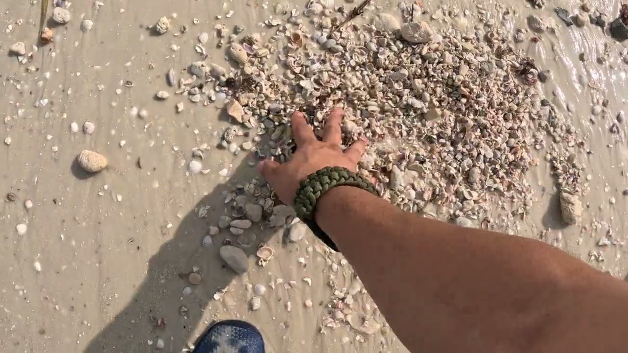 Honeymoon Island FL shelling May 16 2024