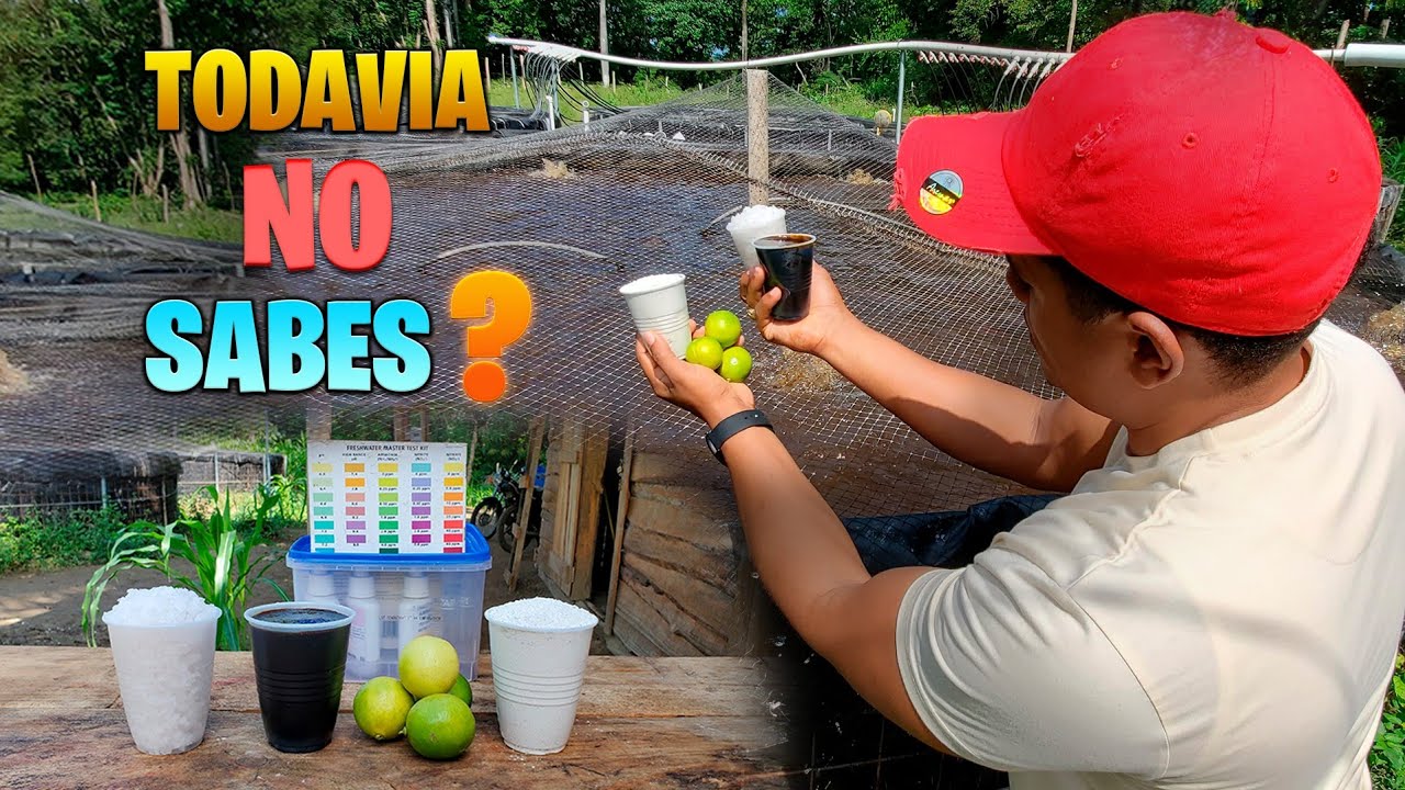 COMO CONTROLAR EL PH, AMONIO, NITRITO Y NITRATO #Acuicultura3jo #Tilapia