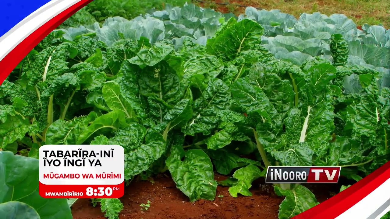 Next episode mugambo wa Murimi.