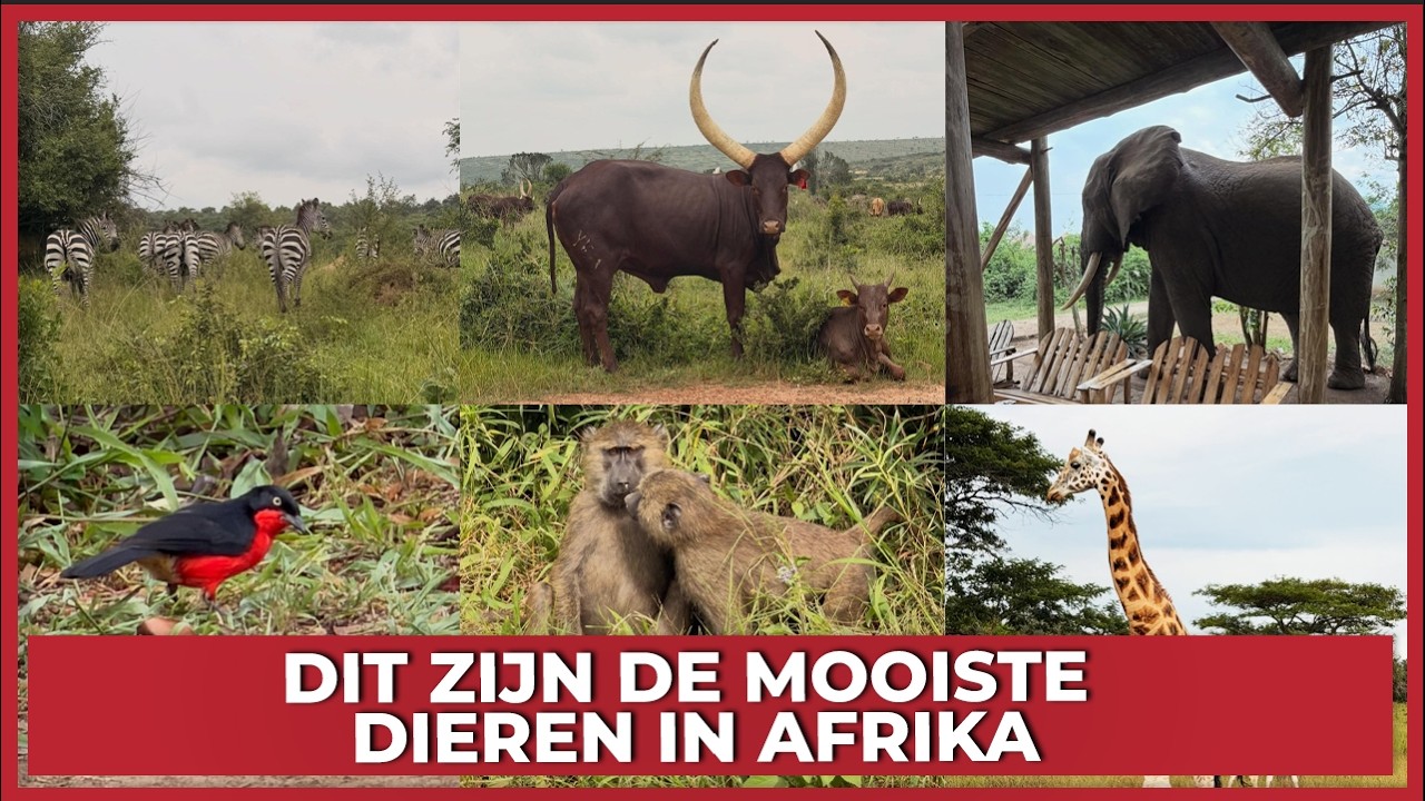 DIT ZIJN DE MOOISTE DIEREN IN AFRIKA! - #2554