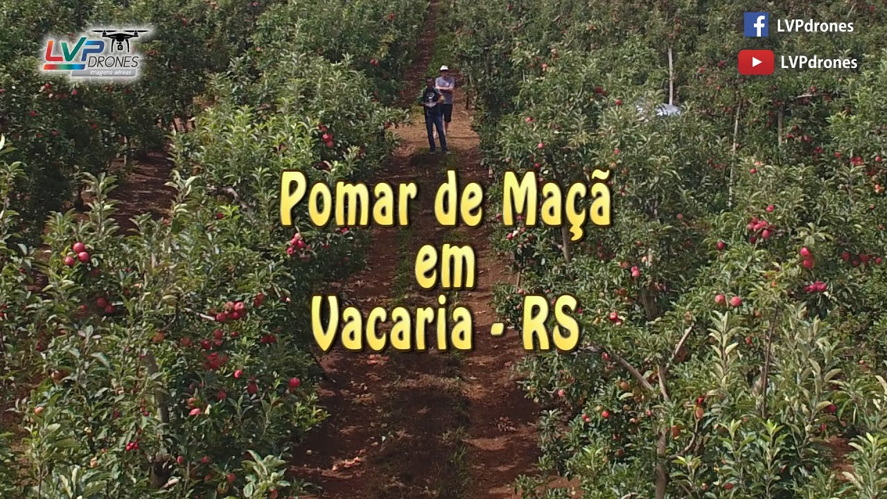 Drone Filma Pomar de Maçã em Vacaria - RS - Imagens Aéreas em 4K - LVP Drones