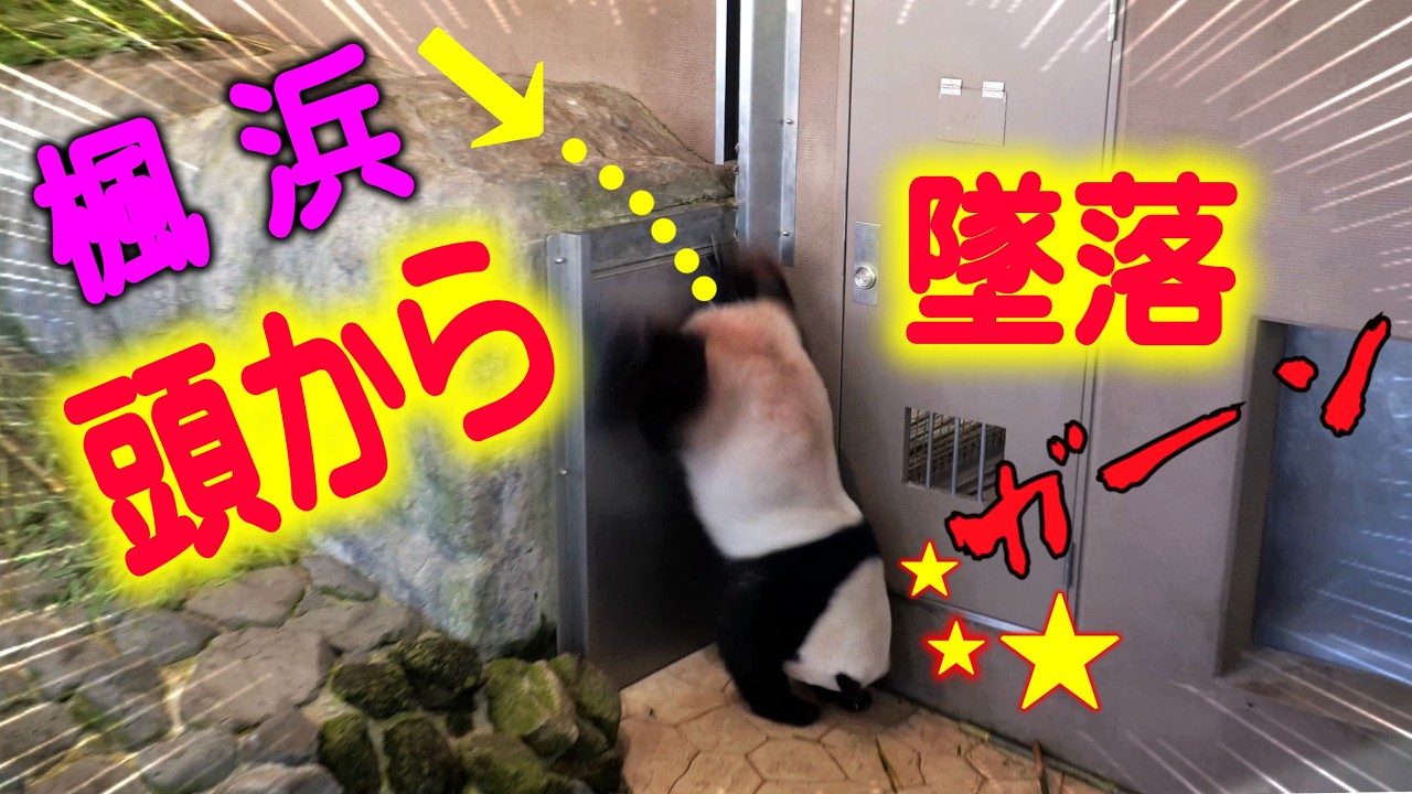【人なら即頸椎骨折 決死のダイブ２回も！】子パンダ楓浜がとてつもない冒険 もうマスターしてしまった瞬間