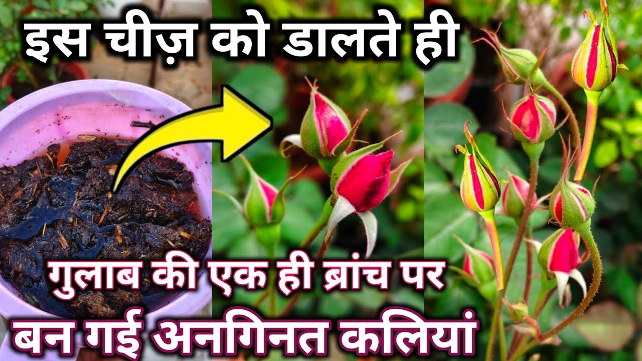 गुलाब की एक ही ब्रांच पर अनगिनत कलियां.सर्दी में गुलाब की देखभाल.Rose plant growing tips.gulab care.